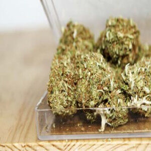 6836b882db861645cdddd69119White Widow