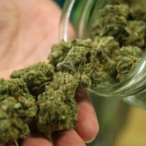 6836b8a4d2e84645cdd9d93e0cOG Kush