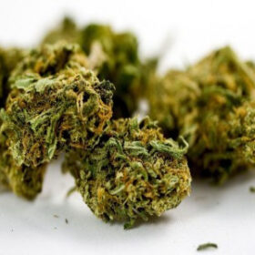 6836b8c5c3f26645cdd6f3e084Master Kush